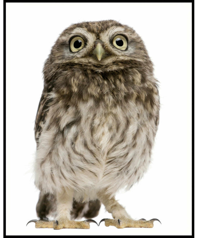 Ein Poster von einem Porträt einer Eule in detailreicher Nahaufnahme.