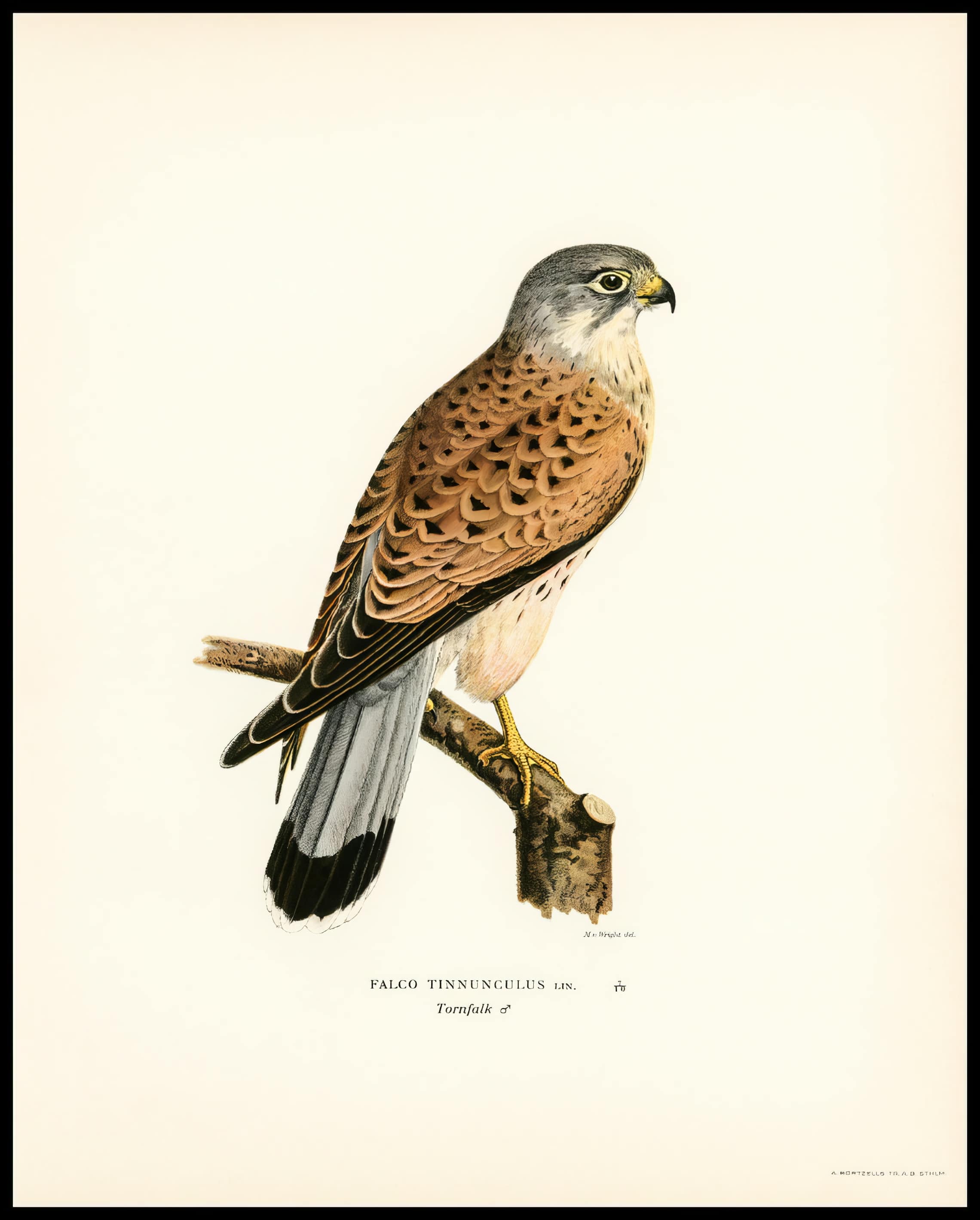 Falco Tinnunculus Poster