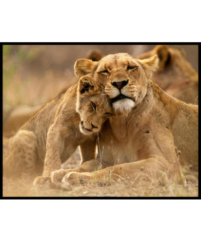 Ein Poster von einem Löwenjungen, der sich an seine Mutter kuschelt, beide ruhen im hohen Gras der Savanne.