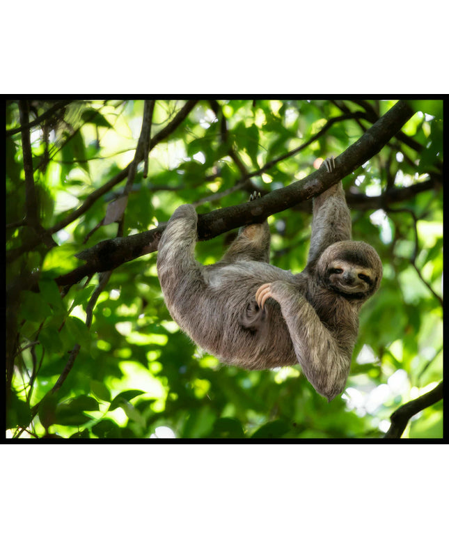 Ein Poster von einem Faultier, das an einem Baum hängt.