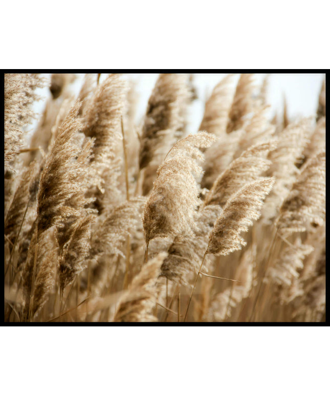 Ein Poster von einem vertrocknetem Getreidefeld im Wind.