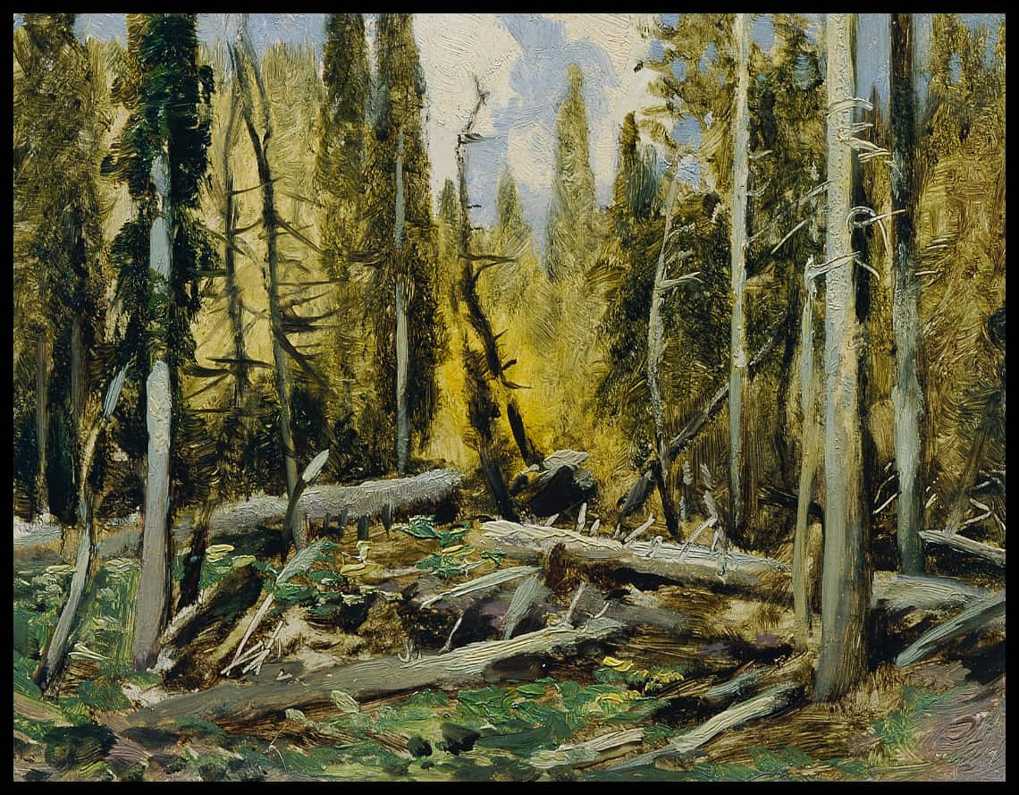 Böhmerwald Urwald