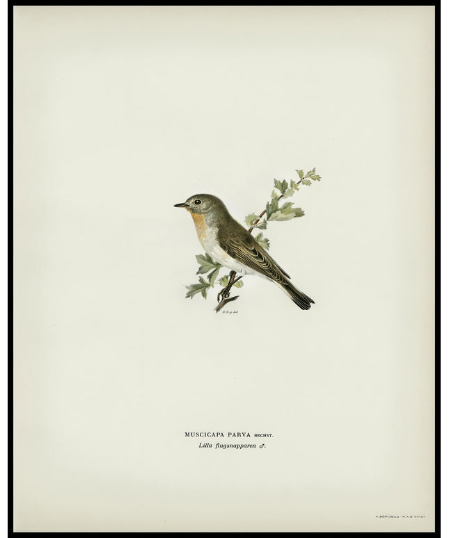 Ficedula Parva Poster