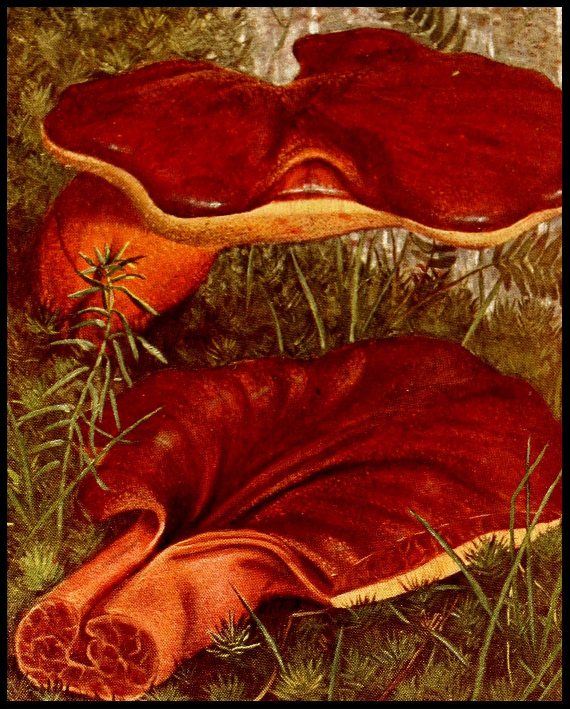 Fistulina Hepatica