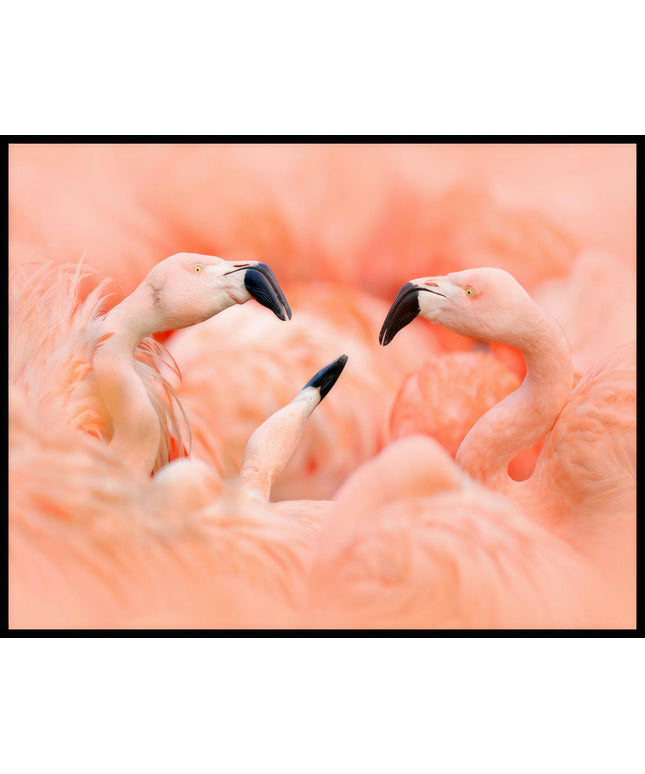 Ein Poster von drei Flamingos, die sich gegenüberstehen.