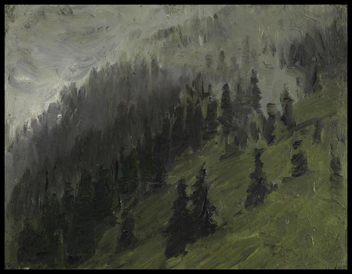Fog between fir trees
