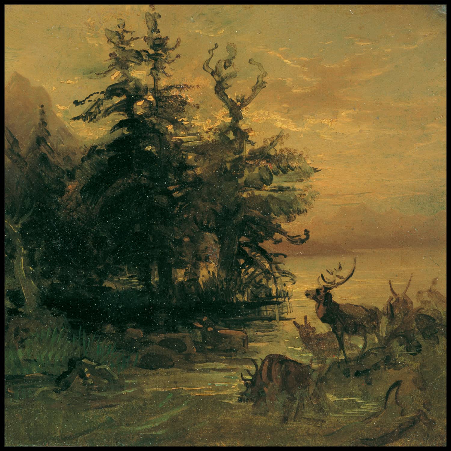 Suhlende Hirsche am Ufer eines Bergsees