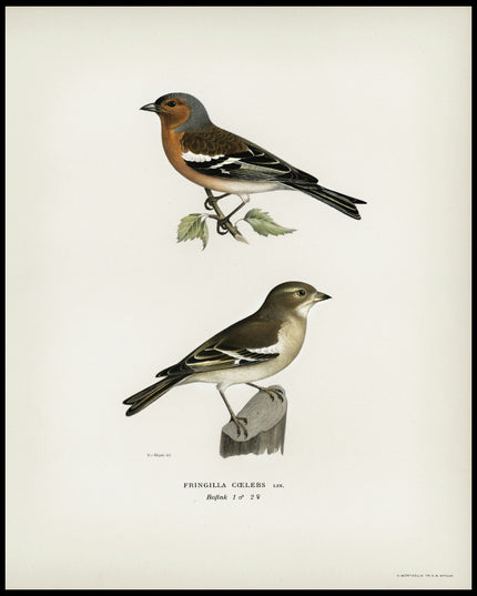 Fringilla Coelebs Poster