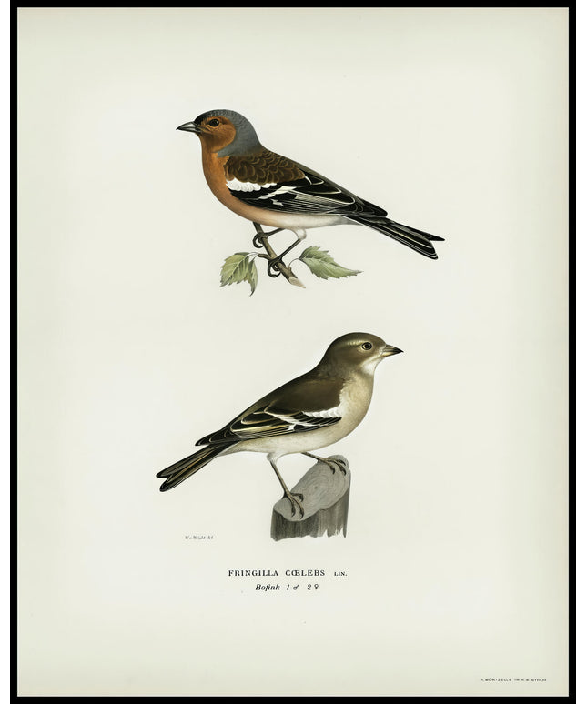 Fringilla Coelebs Poster