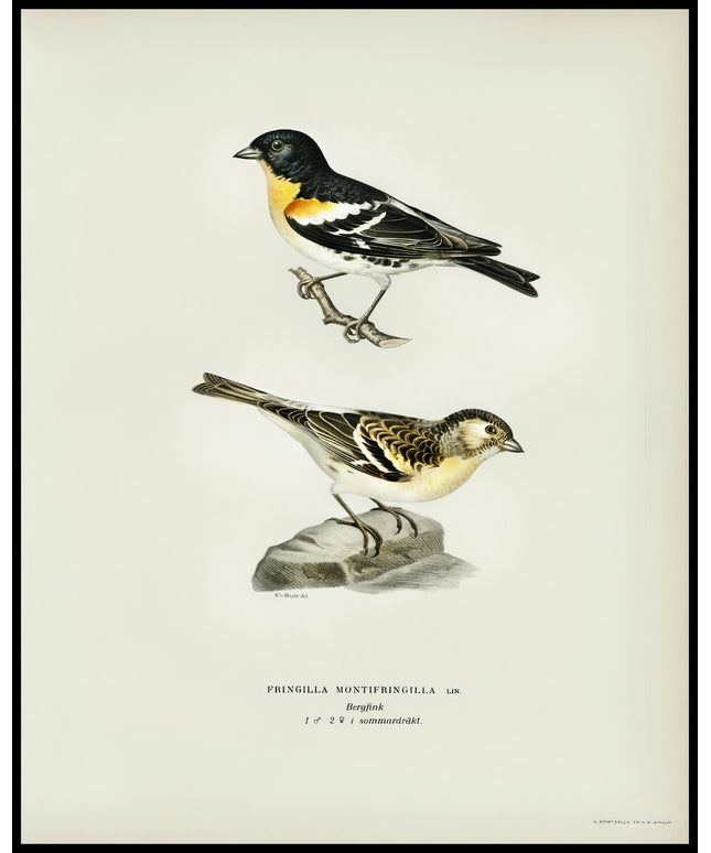 Fringilla Montifringilla Poster