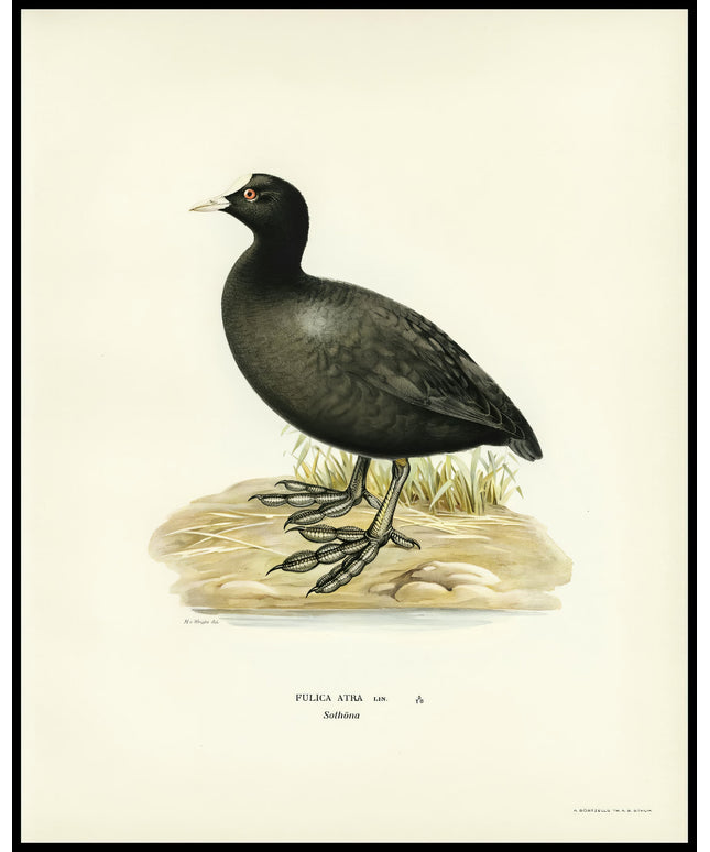 Fulica Atra Poster