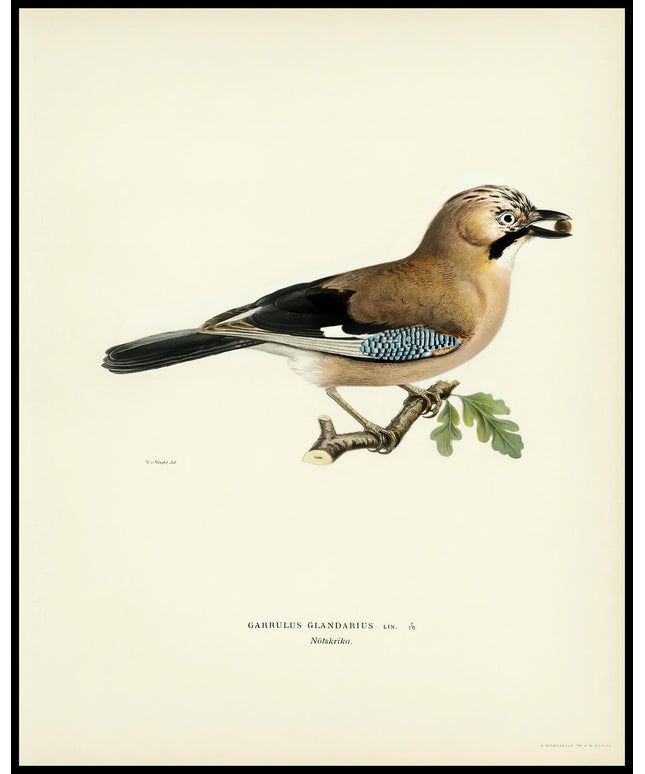 Garrulus Glandarius Poster