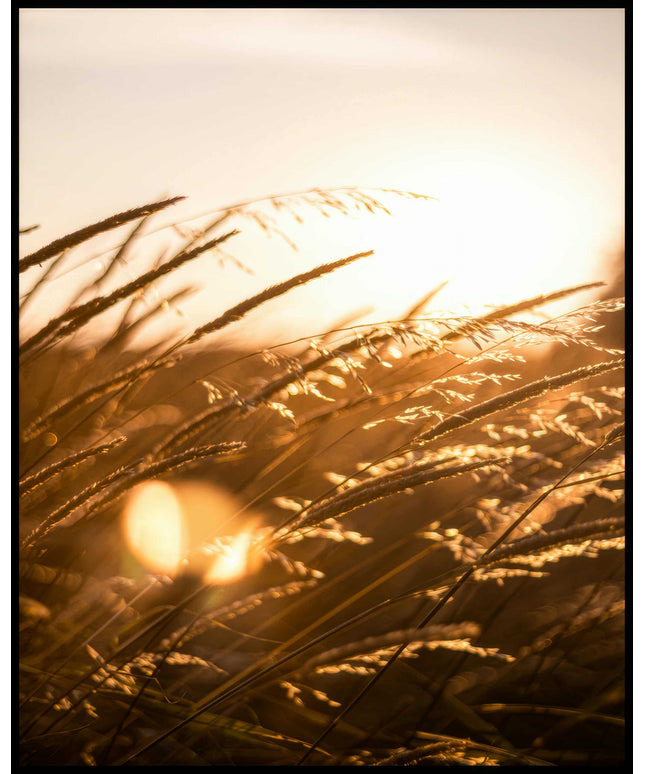 Ein Poster von Getreidehalmen im Sonnenuntergang.