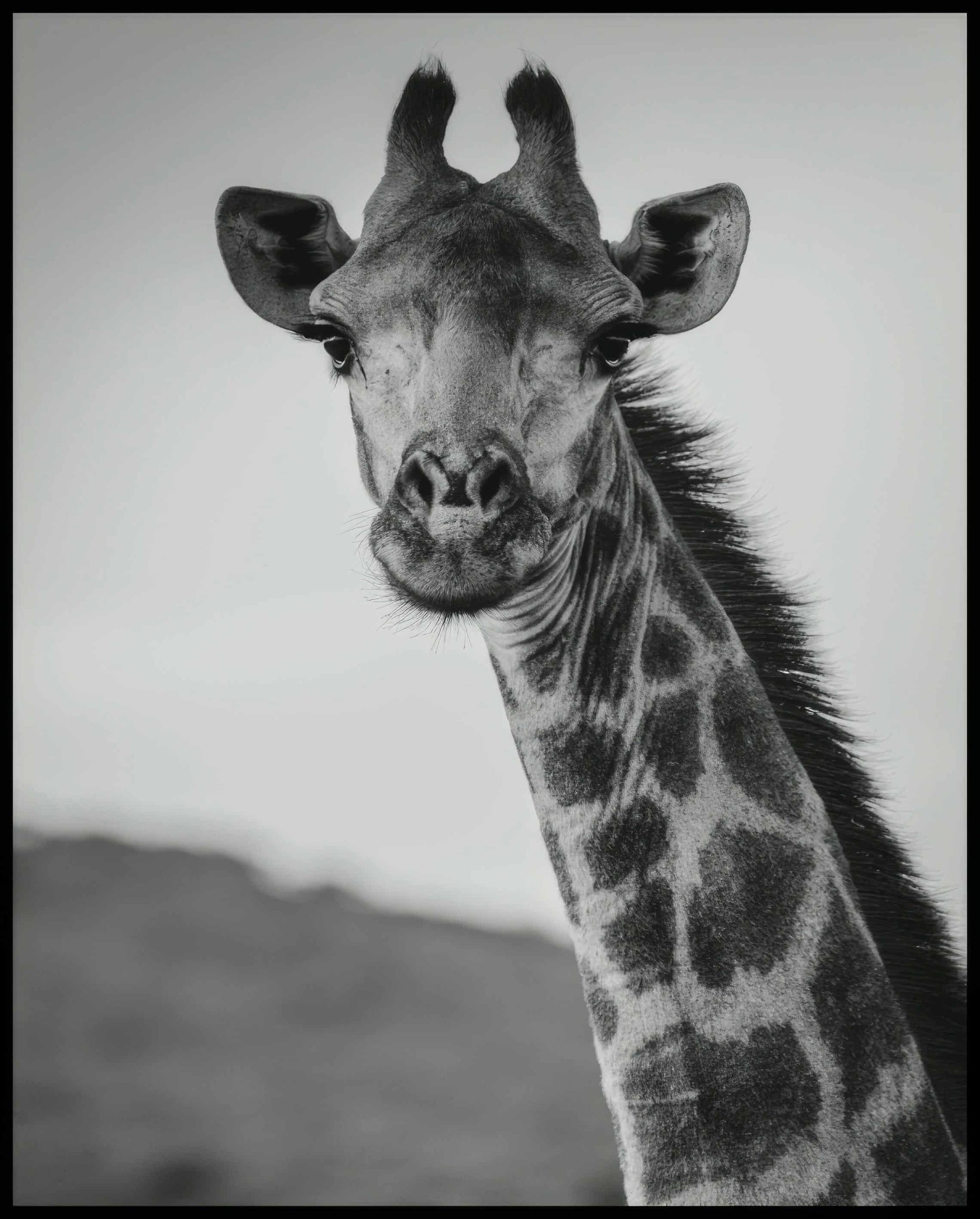 Ein Poster vom Kopf einer Giraffe in schwarz-weiß.