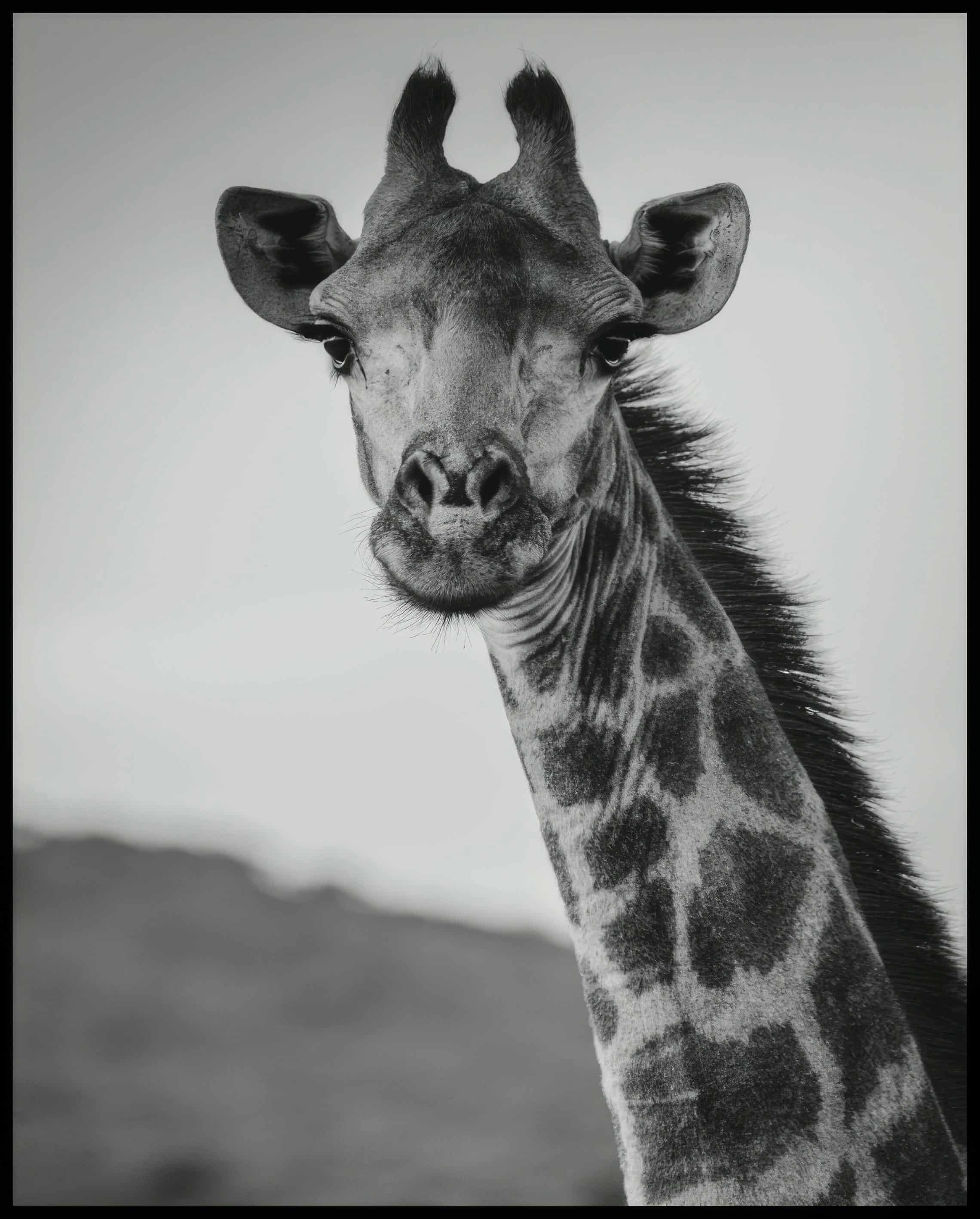 Ein Poster vom Kopf einer Giraffe in schwarz-weiß.