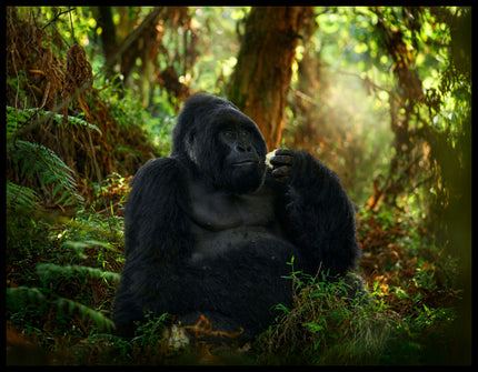 Ein Poster von einem Gorilla, der in einem dichten, grünen Wald sitzt.