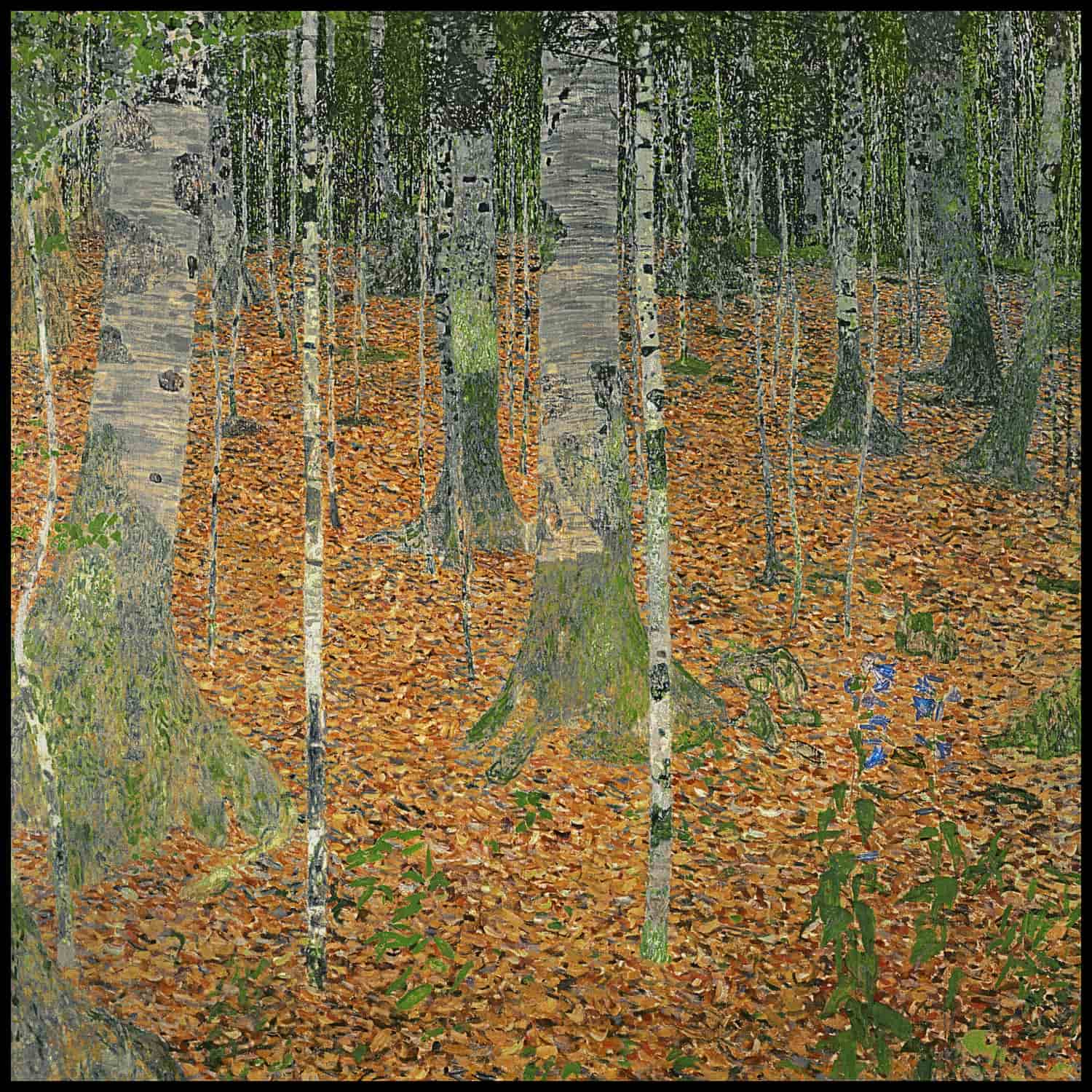 The birch forest