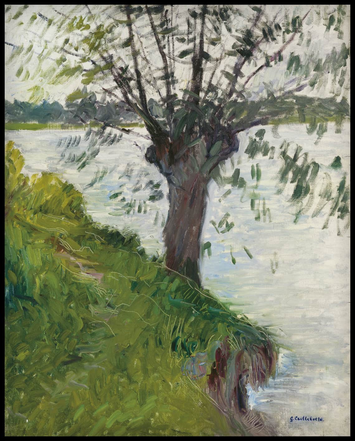 Saule au bord de la rivière
