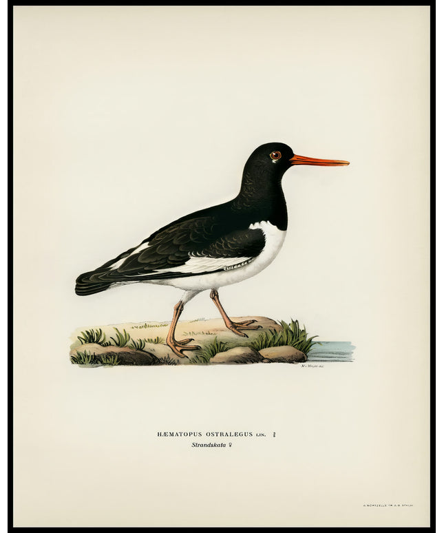 Haematopus Ostralegus Poster
