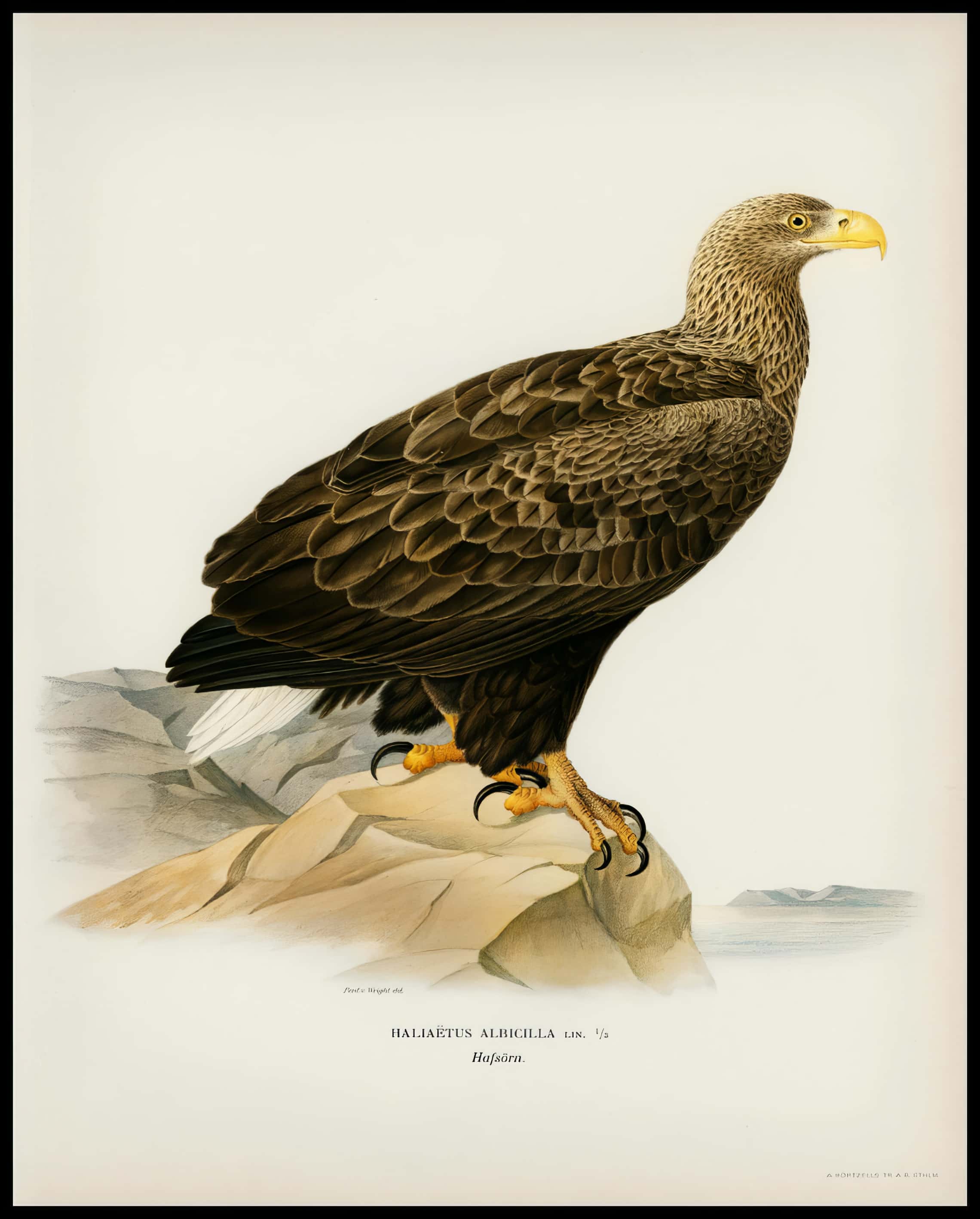 Haliaeetus Albicilla Poster