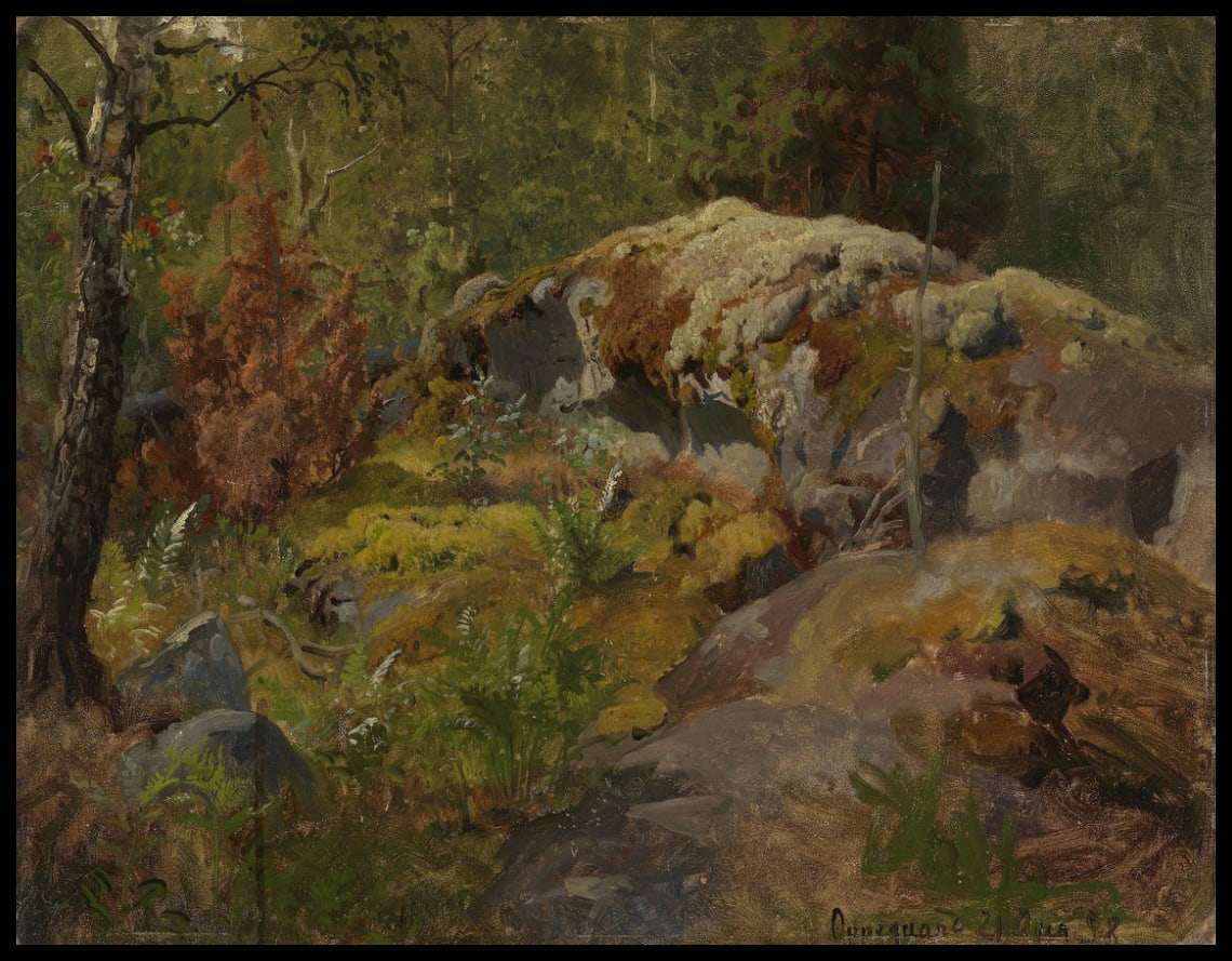 Plancher de la forêt