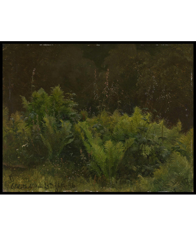 Study of ferns