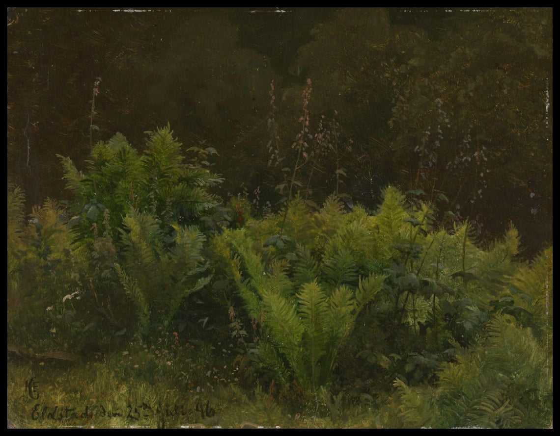 Étude de ferns
