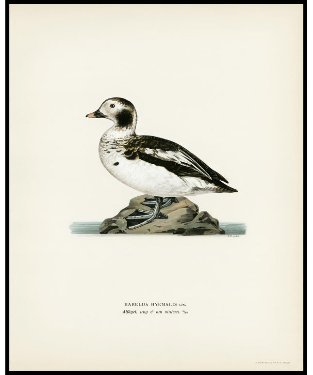 Harelda Hyemalis Poster