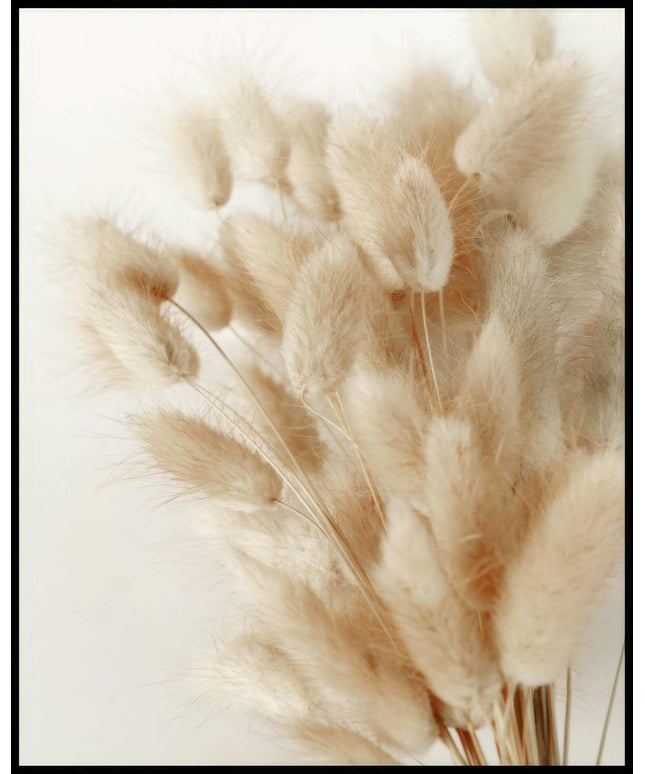 Ein Poster von beige gefärbtem Hasenschwanzgras in Nahaufnahme.