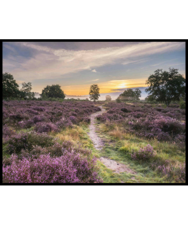 Ein Poster von einer Heidefläche mit lila Blumen im Sonnenuntergang.