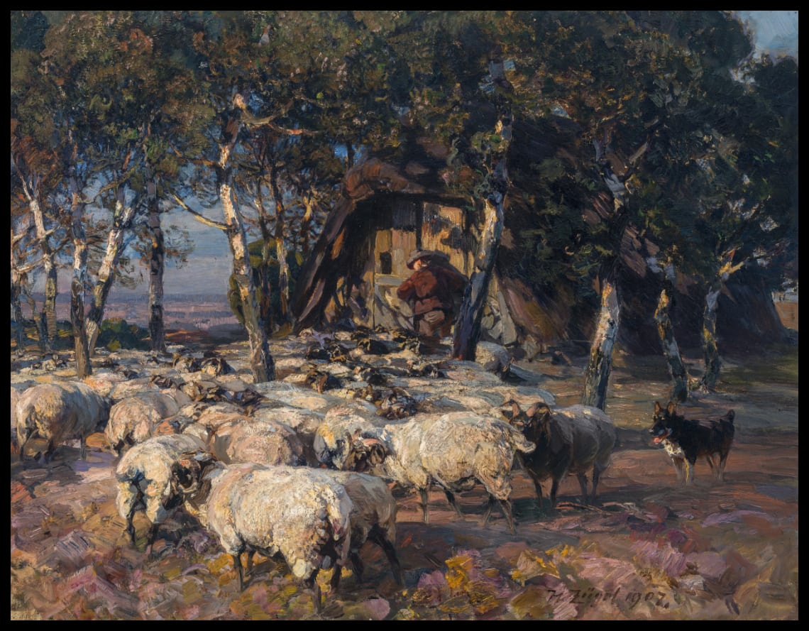 Heidschnuckenherde in der Abendsonne vor dem Köb in der Lüneburger Heide