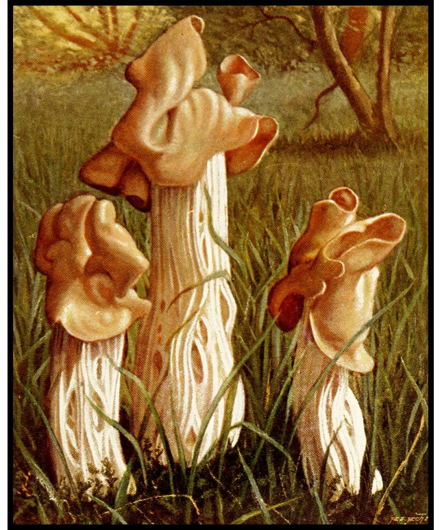 Helvella Crispa