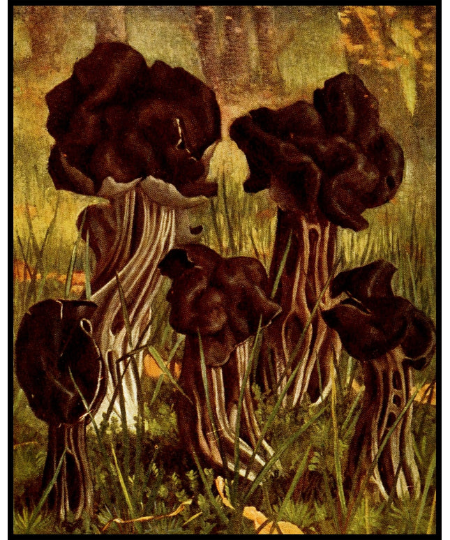 Helvella Lacunosa