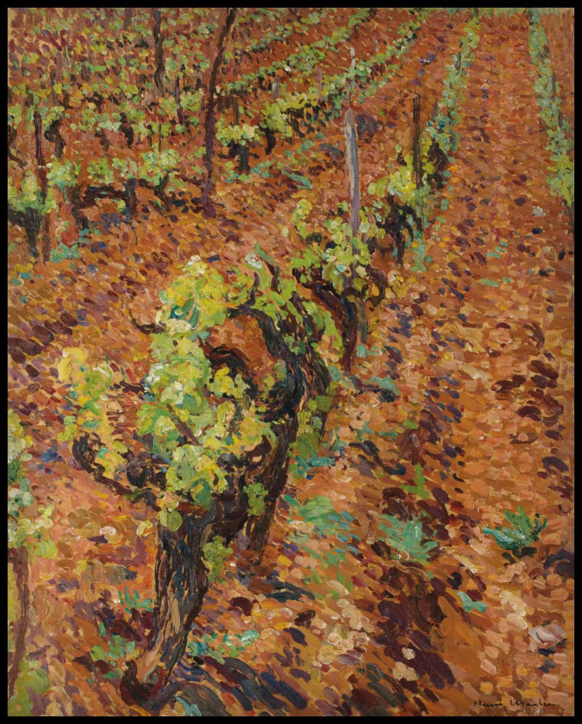 Vignes dans le lot