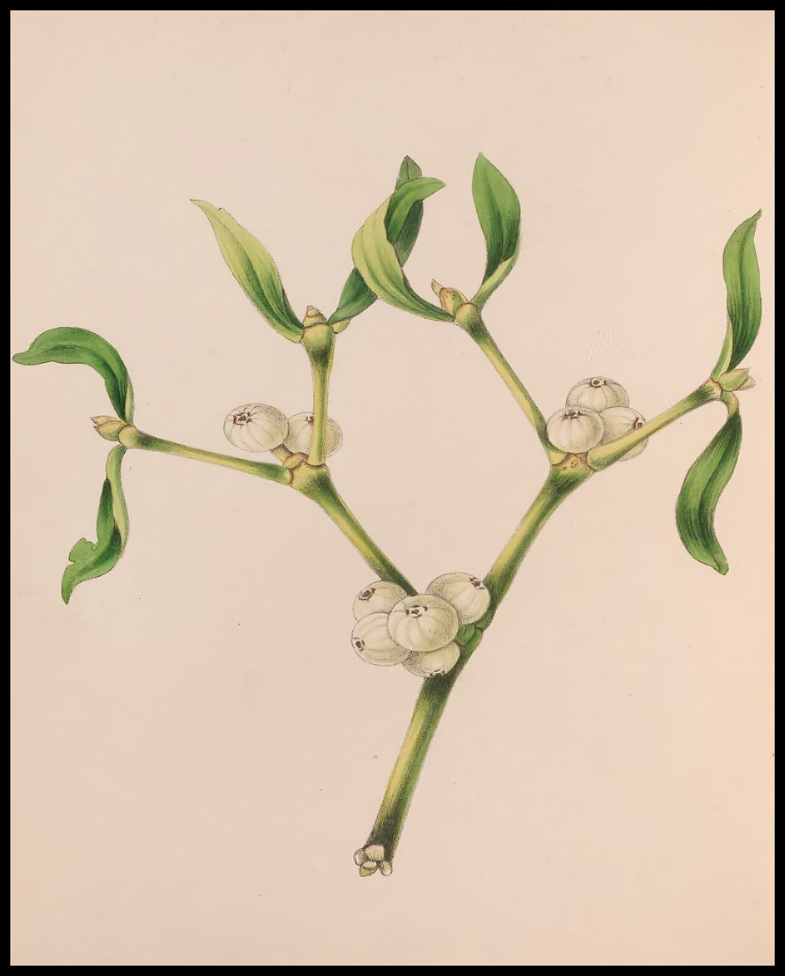 Schneerose Poster