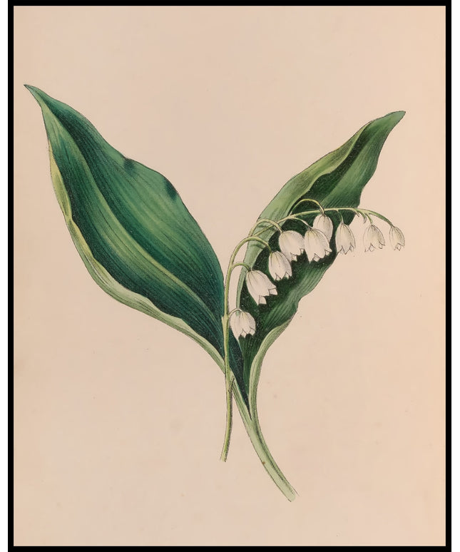 Vergissmeinnicht Poster