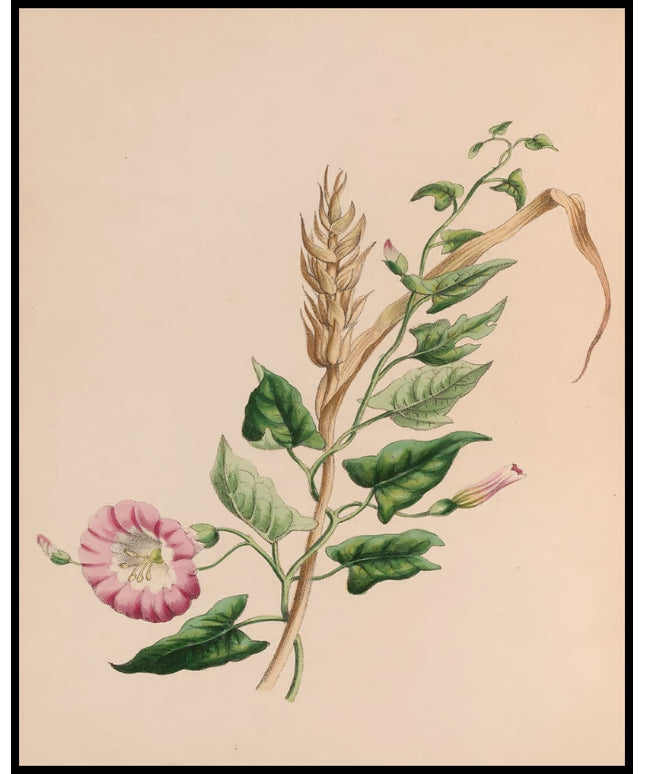 Storchschnäbel Poster