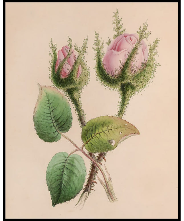 Moschus-Malve Poster