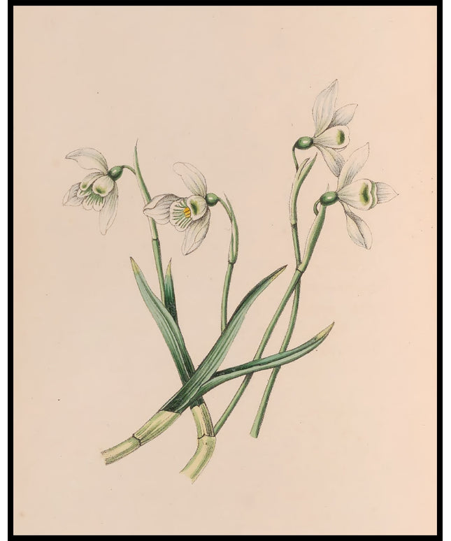 Schneeglöckchen Poster