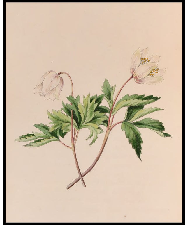 Buschwindröschen Poster