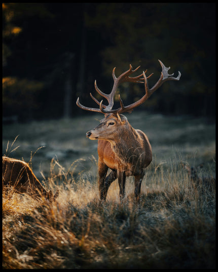 Ein Poster von einem majestätischen Hirsch mit großem Geweih in einer herbstlichen Landschaft.
