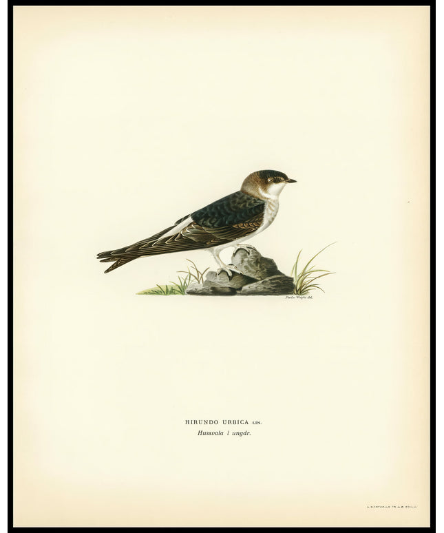 Hirundo Urbica Poster