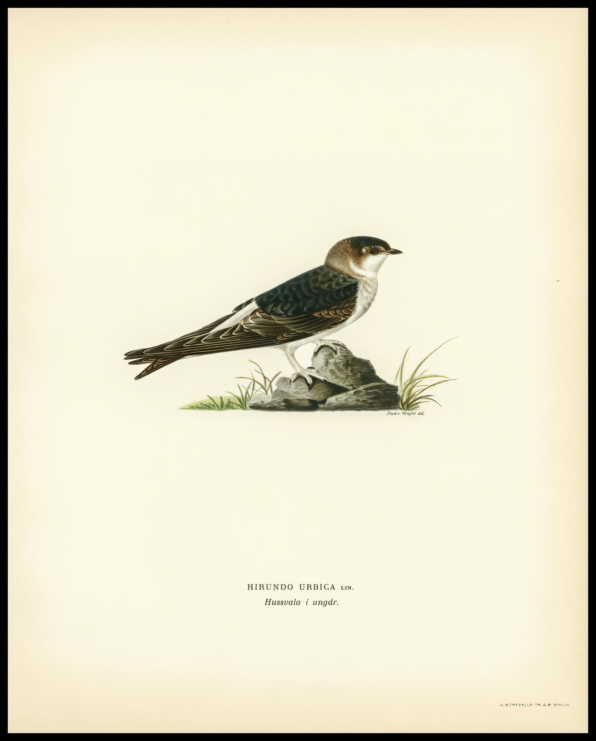Hirundo Urbica Poster