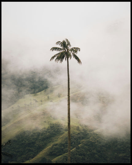 Ein Poster von einer hohen Palme im Nebel.