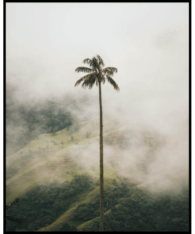 Ein Poster von einer hohen Palme im Nebel.