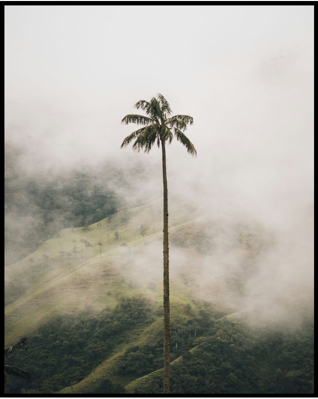 Ein Poster von einer hohen Palme im Nebel.