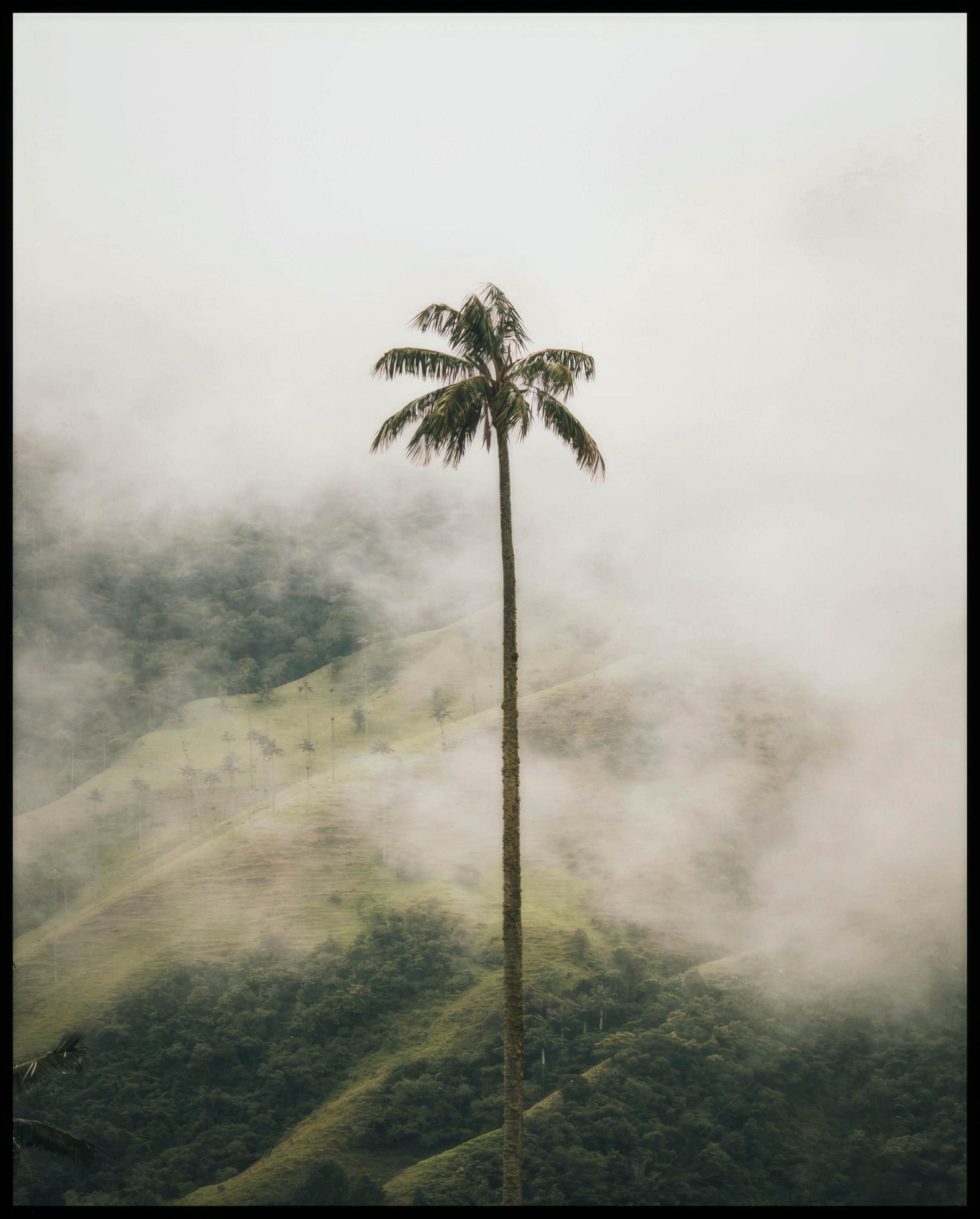 Ein Poster von einer hohen Palme im Nebel.