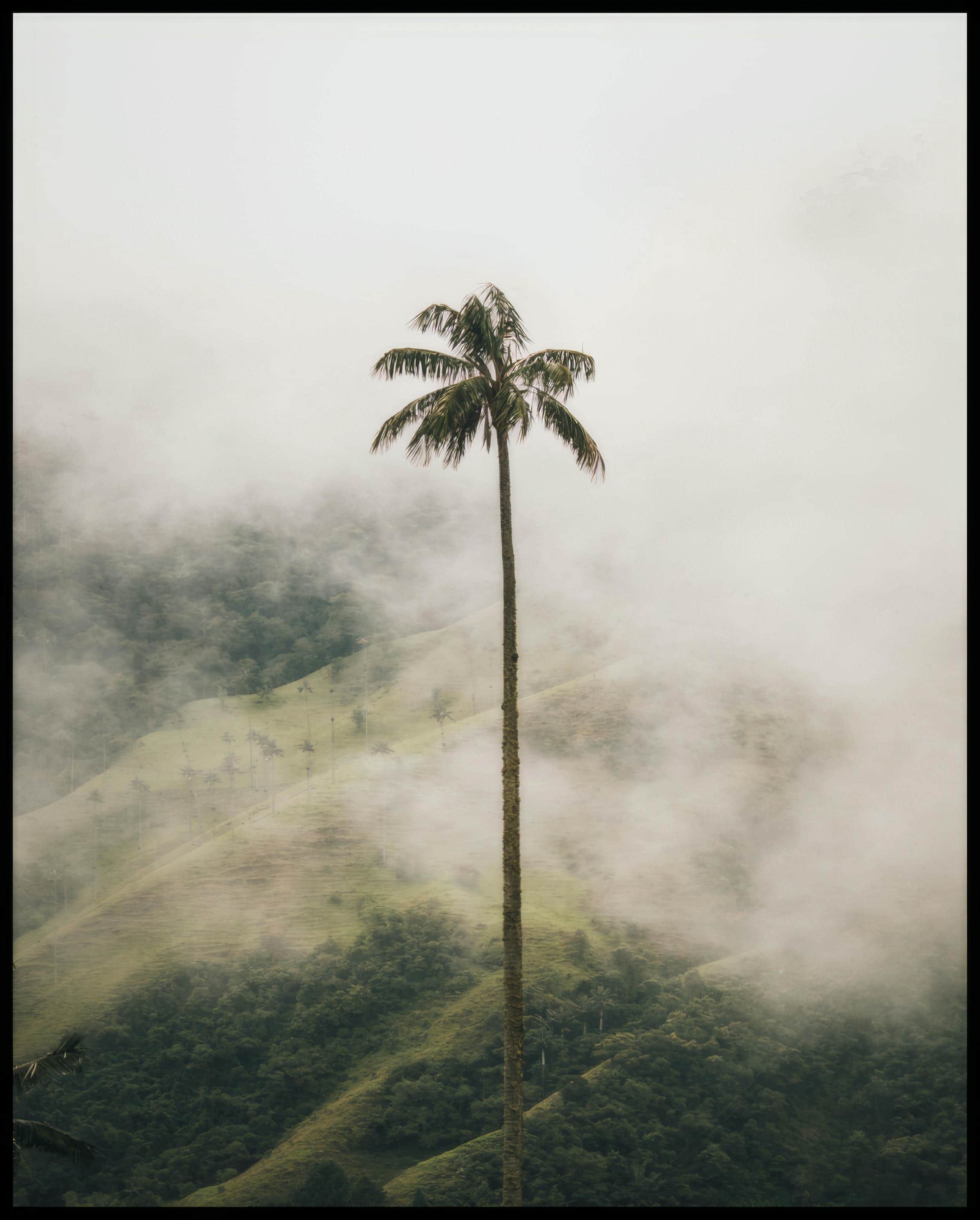 Ein Poster von einer hohen Palme im Nebel.