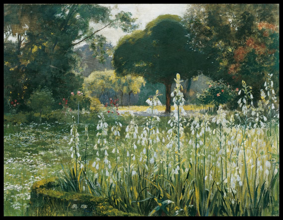Sommerhyazinthen, Galtonien