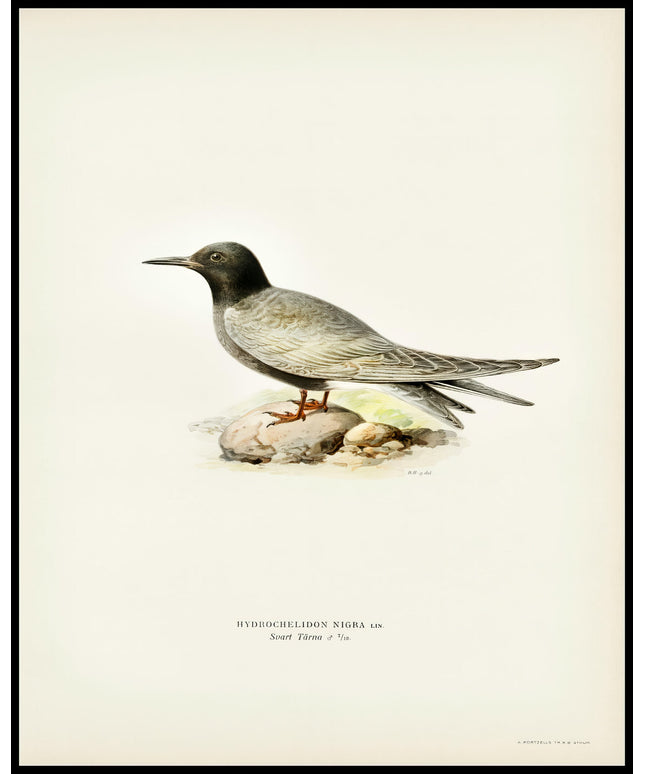 Hydrochelidon Nigra Poster